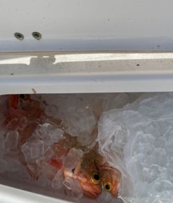 Our cooler is full! Deep dropping in Stuart, FL